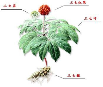 三七畫(huà)圖