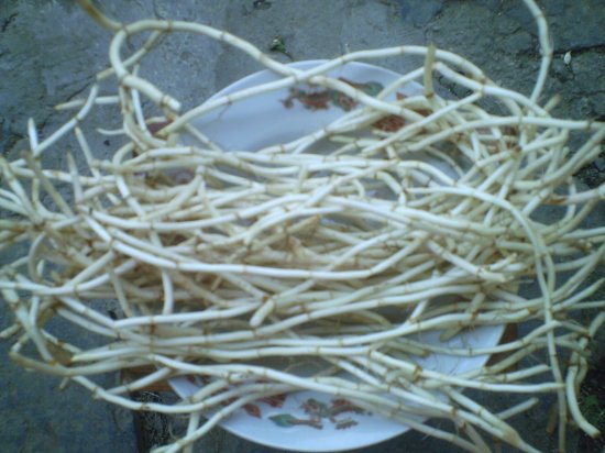 魚(yú)腥草
