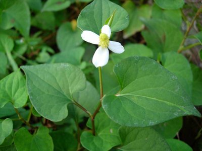 魚(yú)腥草原植物