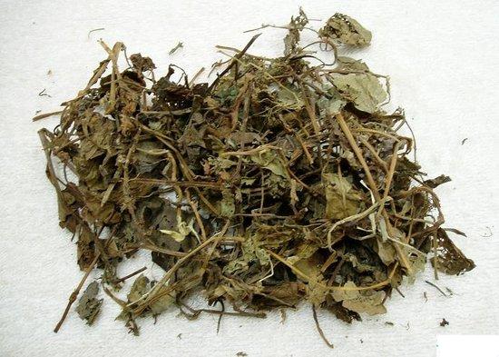魚(yú)腥草